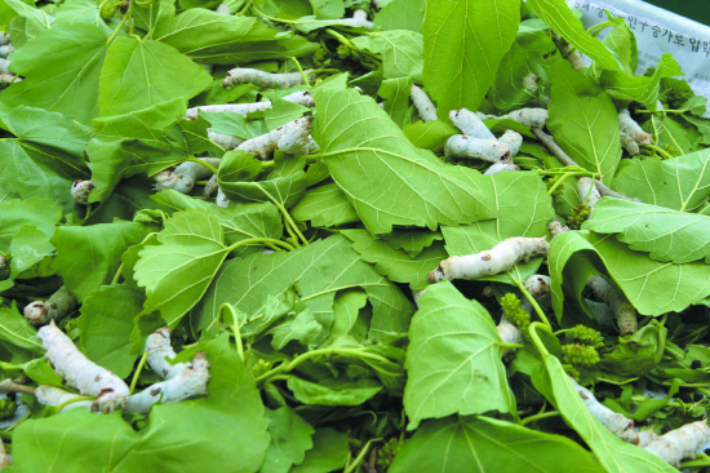 누에 사육. 자료사진