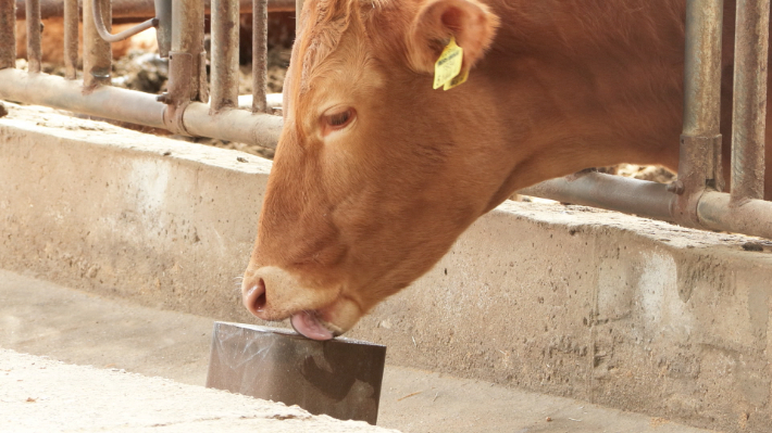 농가의 소가 미네랄 블록을 섭취하는 모습. 노컷TV 캡처