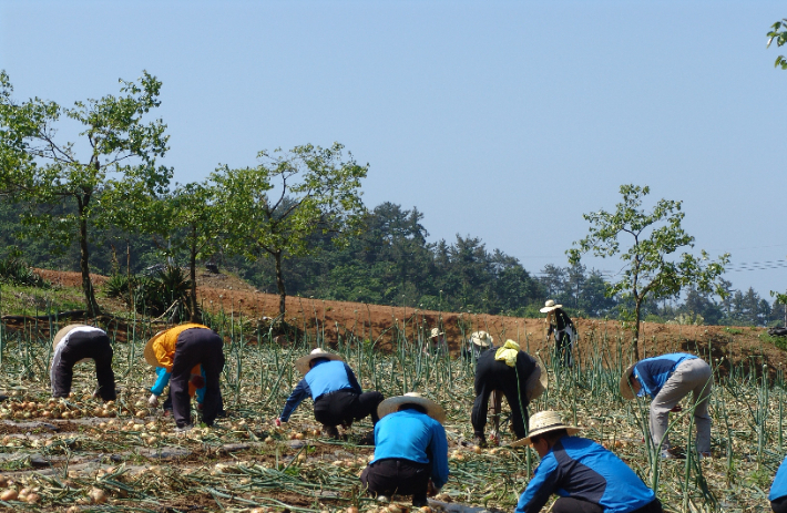 농민들이 양파를 수확하고 있다. 전라남도 제공