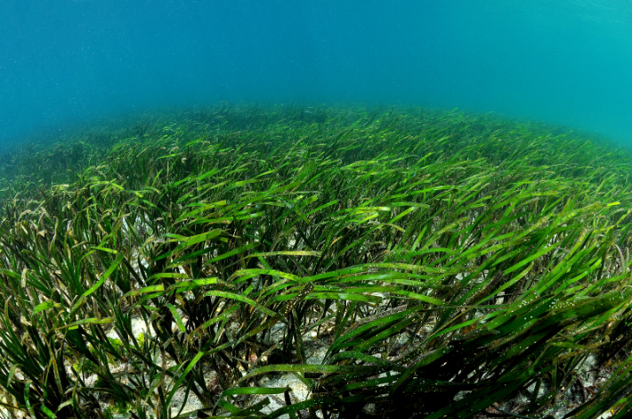 거머리말. 해양수산부 제공