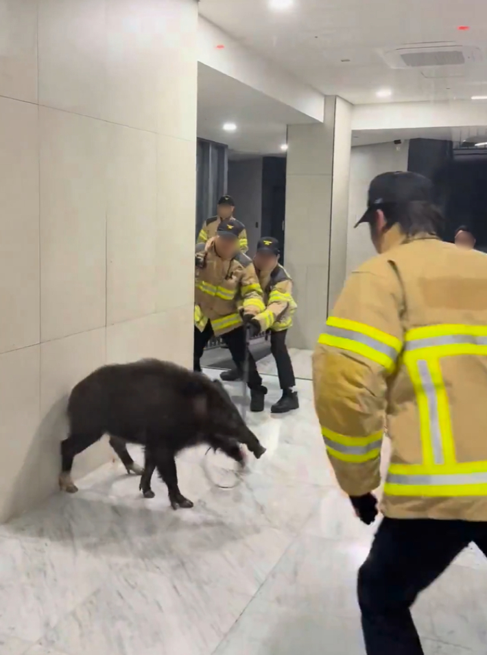 지난달 27일 서울 마포구 아현동 아파트에 멧돼지가 출몰해 소방당국이 출동했다. SNS 영상 캡처