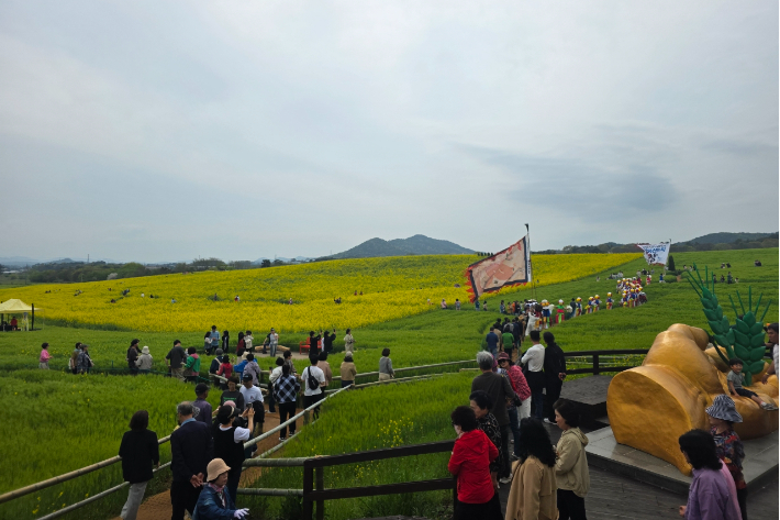 고창 청보리밭 축제. 고창군 제공
