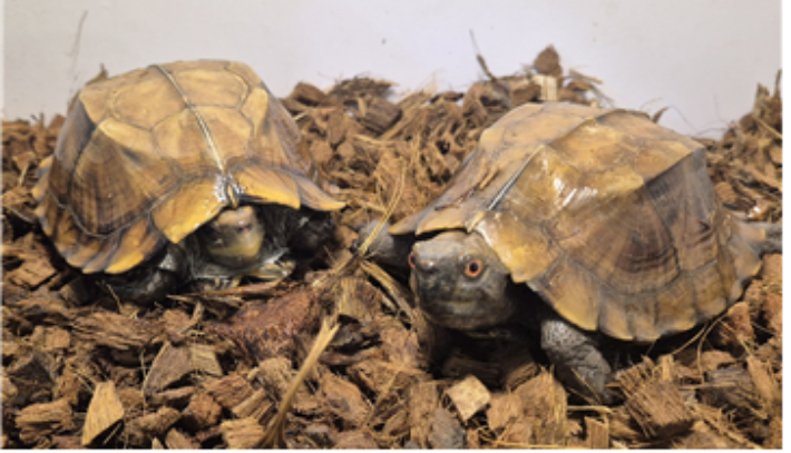 용골상자거북(Cuora mouhotii). CITES 부속서 Ⅱ상 IUCN 적색목록 멸종위기(Endangered) 종으로 지정돼 있다. 국립생태원 제공