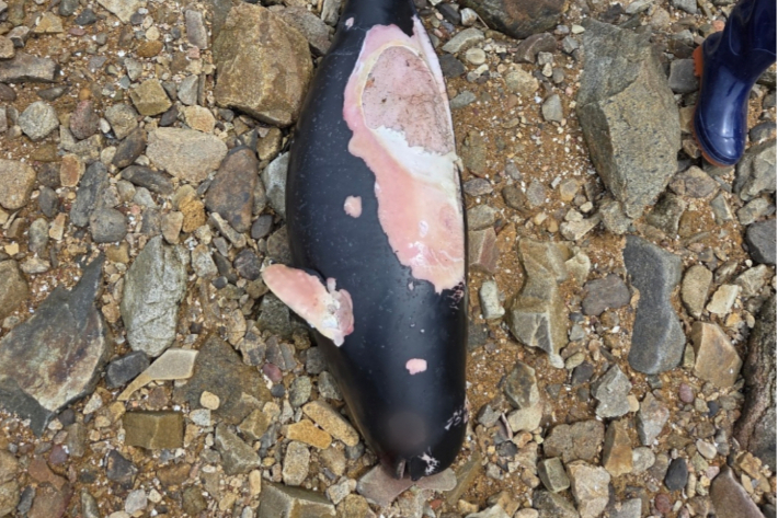 상괭이 사체. 보령해경 제공