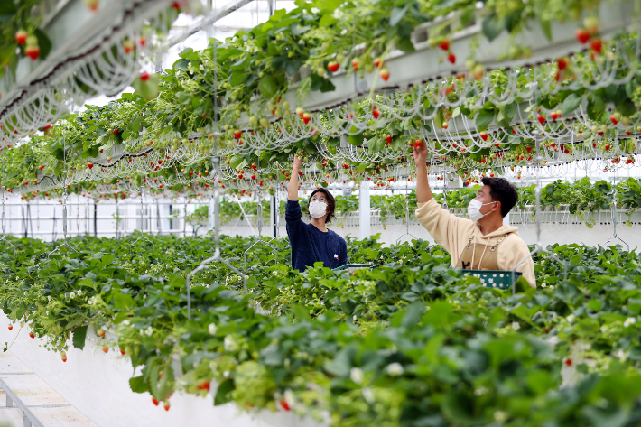 스마트팜. 경남도청 제공 