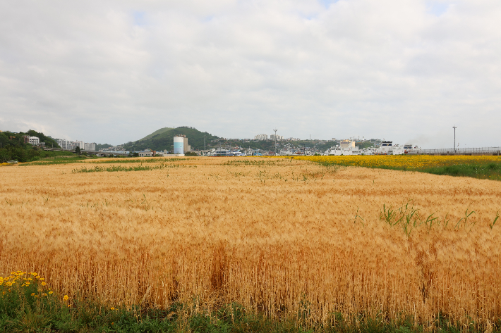 동해시 부곡동 묵호항 제2준설토 투기장 일원에 조성된 갈대빛 청보리와 금계국, 꽃양귀비가 바다와 항만 풍경과 어우러지며 초여름 정취를 연출하고 있다. 동해시 제공