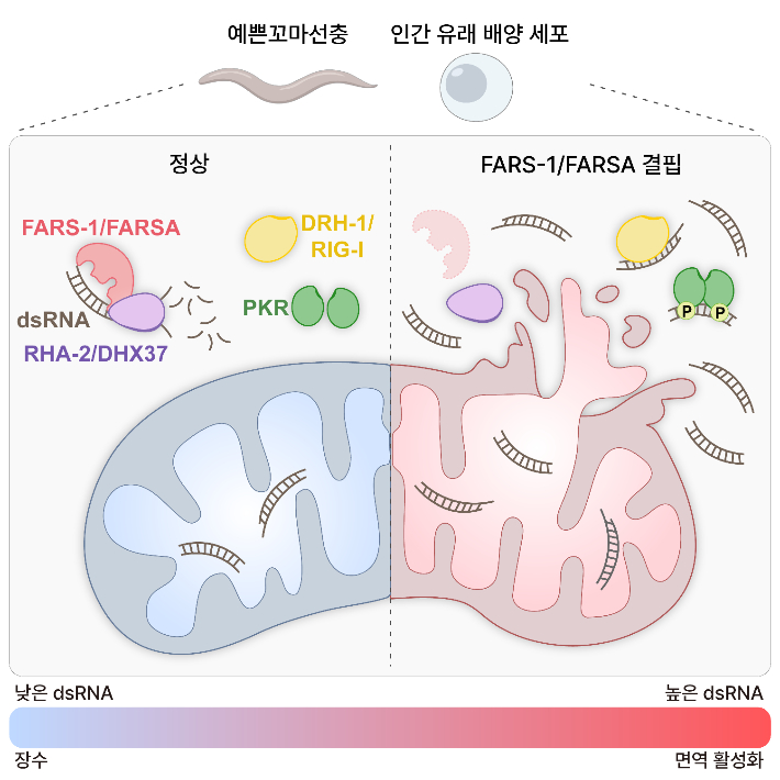 연구모식도. 연구재단 제공
