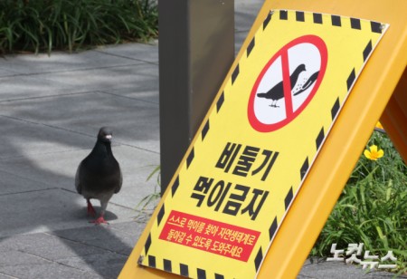 비둘기 먹이 주면 최대 100만원 과태료