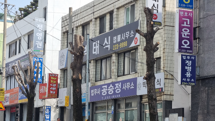 광주 동구 지산동 법원 인근 가로수가 이른바 '닭발 전지'로 가지치기된 모습. 광주환경운동연합 제공