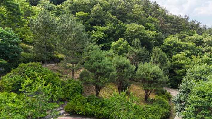 전북 완주군 대아수목원의 천연기념물 후계목 동산. 전북도 제공