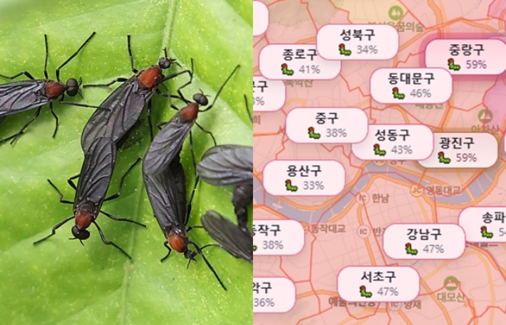 연합뉴스·'러브버그닷컴' 캡처