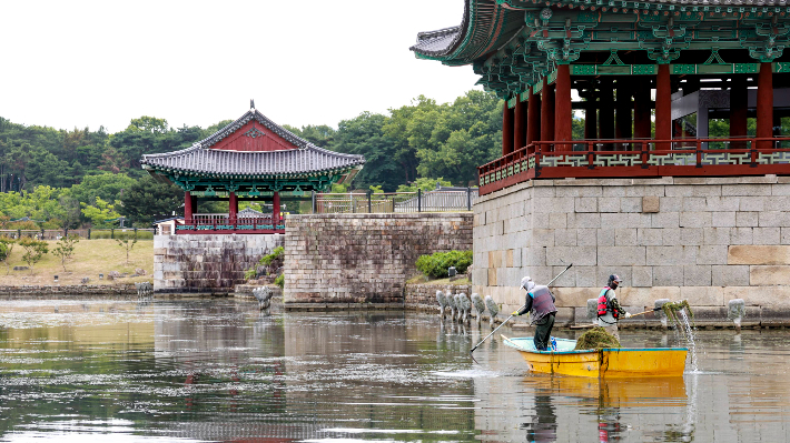 경주시가 동궁과 월지의 아름다운 경관 관리와 수질 개선을 위해 월지 내 수초 제거 등 환경정비사업을 추진하고 있다. 경주시 제공