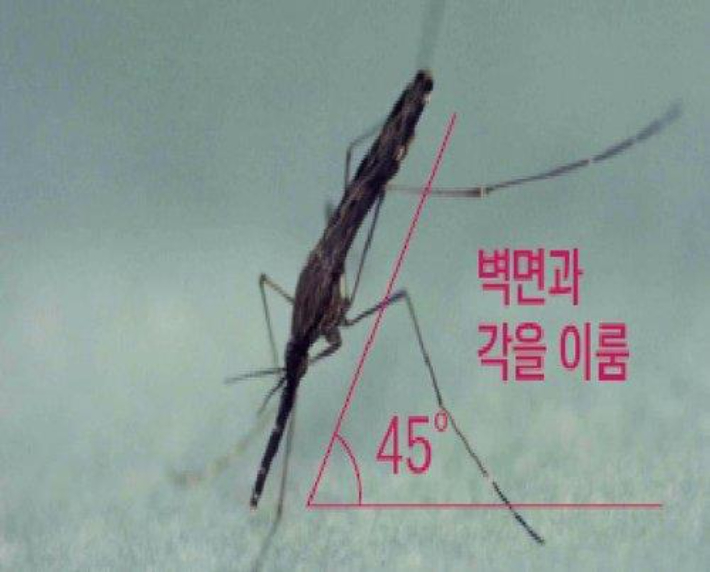 말라리아 매개 모기. 질병관리본부 제공
