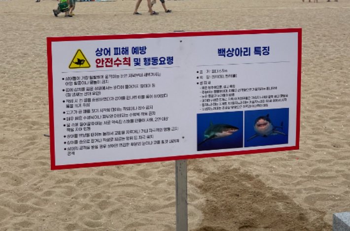 "상어가 나타났다" 강릉 경포·안목해변서 신고 잇따라…"안전 주의" 당부(종합)