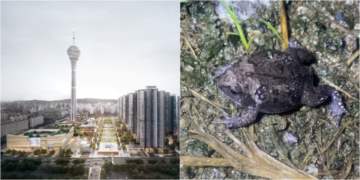 전주 관광타워 복합개발사업 조감도(사진 왼쪽)와 맹꽁이. ㈜자광 제공, 자료사진