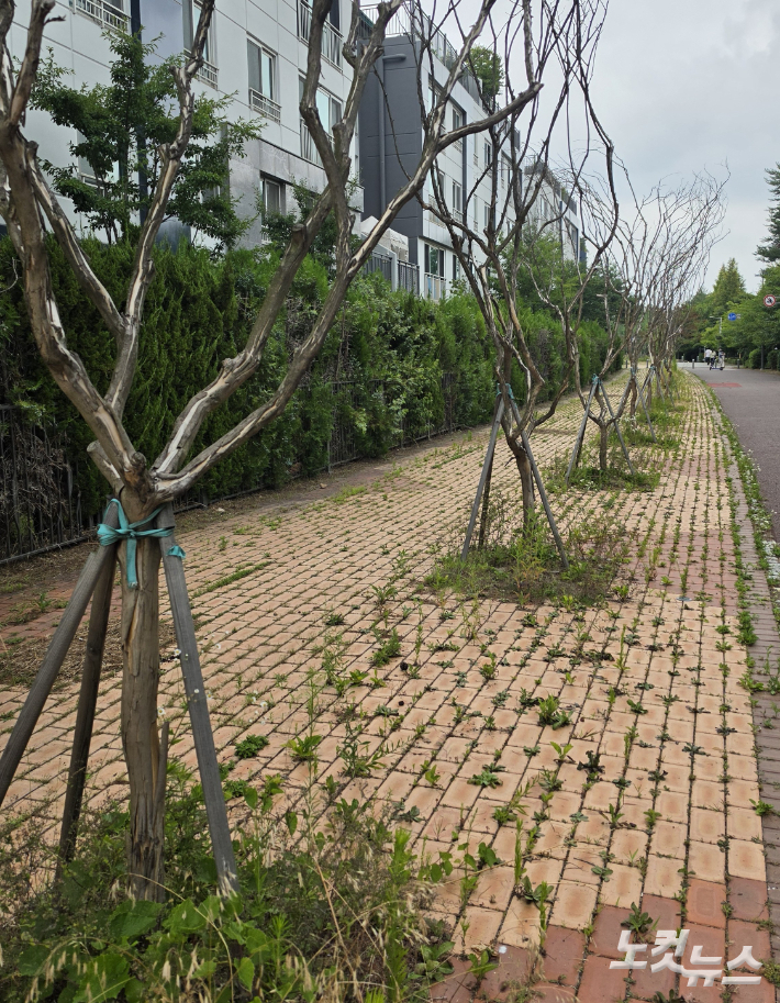 김포시 운양동의 한 아파트 단지 앞 인도에 말라 죽은 배롱나무들이 길게 늘어서 있다. 박창주 기자