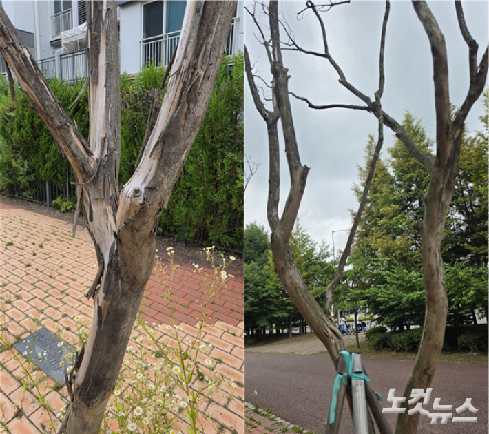 김포시 운양동 내 배롱나무가 고사한 모습. 박창주 기자