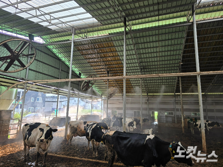 젖소농장에 대형선풍기와 안개분무기가 가동되는 모습. 임성민 기자
