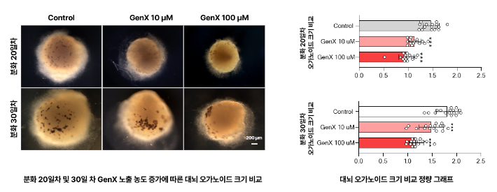 GenX 노출 농도에 따른 대뇌 오가노이드 크기 비교. KIT 제공