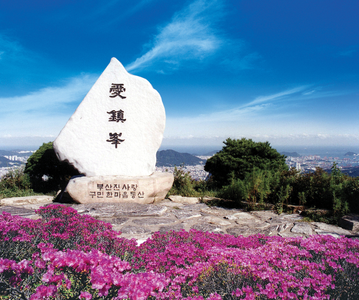 백양산 애진봉 철쭉군락지. 부산진구청 제공