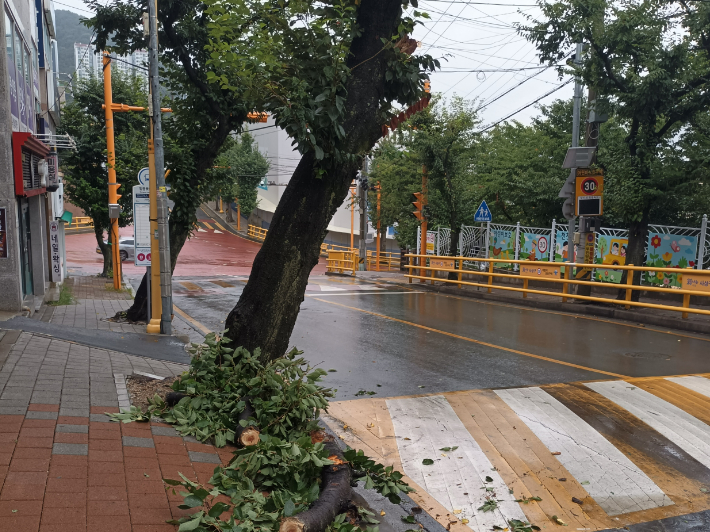 16일 오전 7시쯤 부산 사상구 엄궁동에서 나무가 쓰러진 모습. 부산소방재난본부 제공 