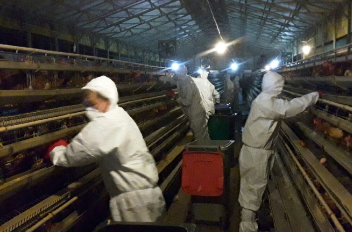 산란계 농장. 연합뉴스