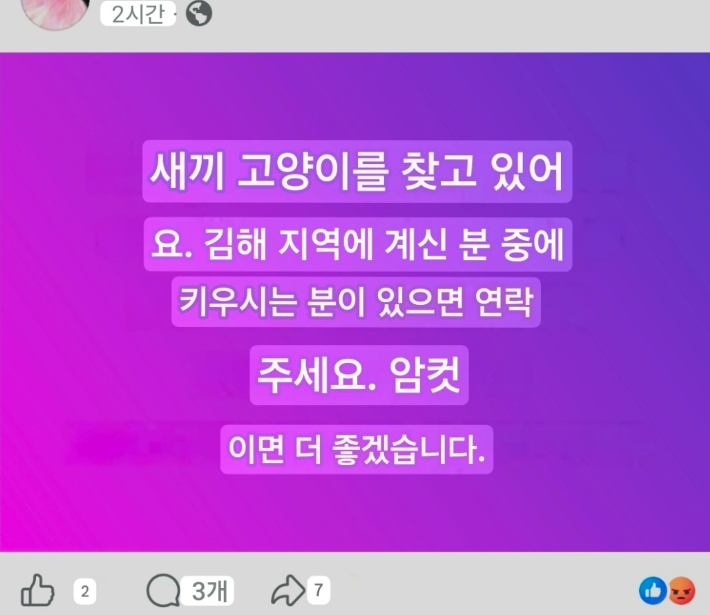 A씨가 새끼 고양이를 찾고 있다며 SNS에 올린 게시물. 부산 동물사랑 길고양이보호연대 제공