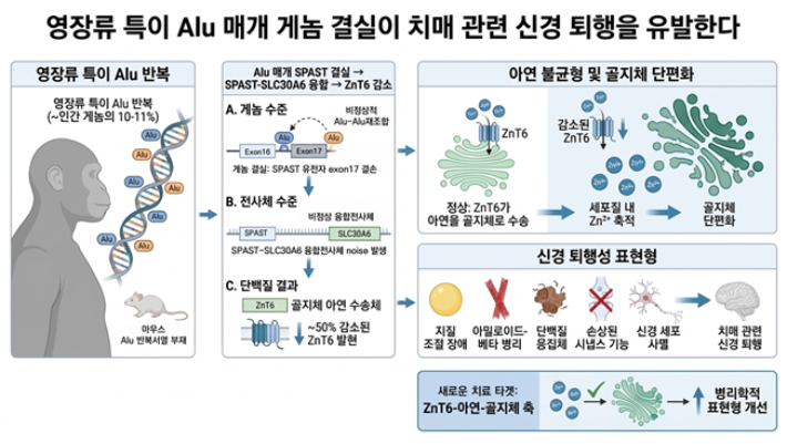영장류특이 Alu매개 게놈 결실에 의한 퇴행성 뇌 질환형질 유도 기전 모식도. 생명연 제공