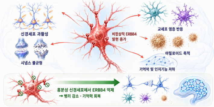 알츠하이머병 병리를 연결하는 공통 조절 인자로서의 흥분성 신경세포 ERBB4 자료사진. 과기정통부 제공
