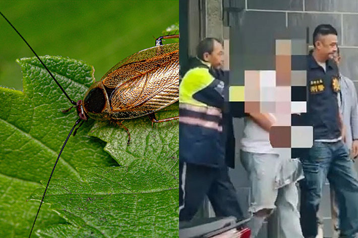 검거된 대만 식당 '바퀴벌레 테러범'. 왼쪽은 바퀴벌레 이미지. 픽사베이·연합뉴스
