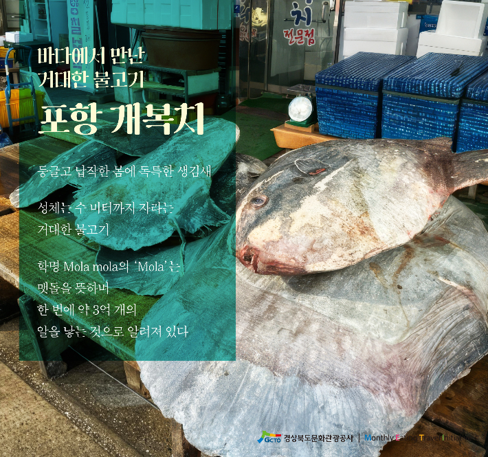 9월 음식 경북카드뉴스. 개복치. 경북문화관광공사 제공