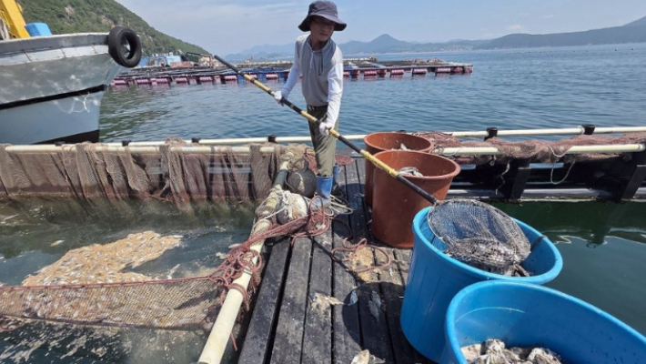 남해안 고수온 피해. 연합뉴스 