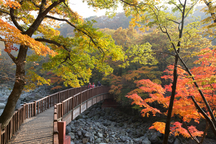 한라산 단풍. 제주관광공사 제공