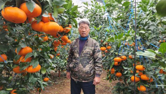 제주 만감류(레드향) 재배 농가. 농림식품기술기획평가원 제공