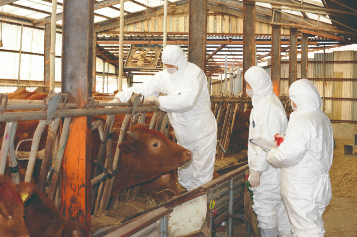 구제역 백신 접종. 농림축산식품부 제공