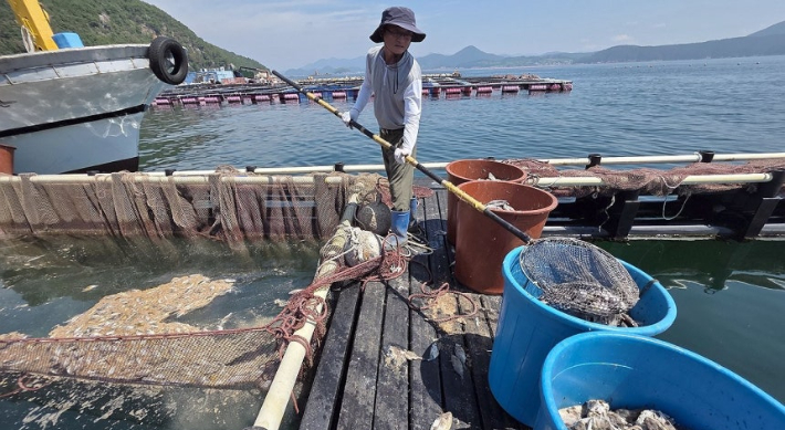 남해안 고수온 피해. 연합뉴스 
