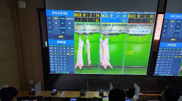 중도매인들이 창녕축산물공판장(경남 창녕)에서 영상을 보면서 경매를 진행하고 있다. 축산물품질평가원 제공
