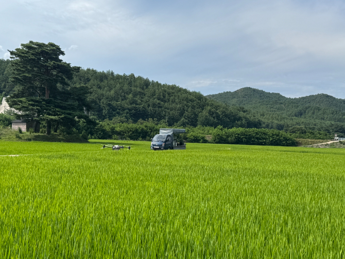 벼 혹명나방 확산에 긴급 공동방제를 하고 있는 모습. 삼척시 제공