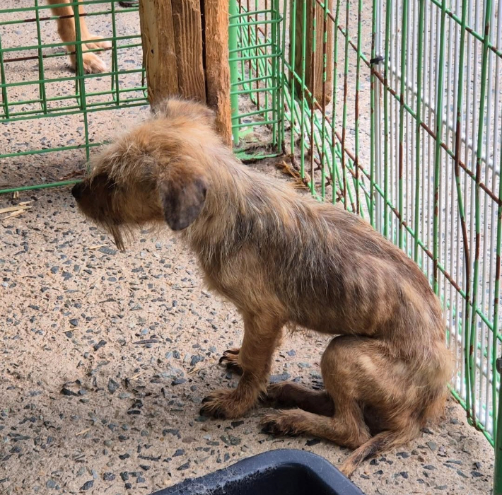 전남광주 장흥군이 운영하는 동물보호센터에서 발견된 강아지의 모습. 동물보호단체 사단법인 유엄빠 제공