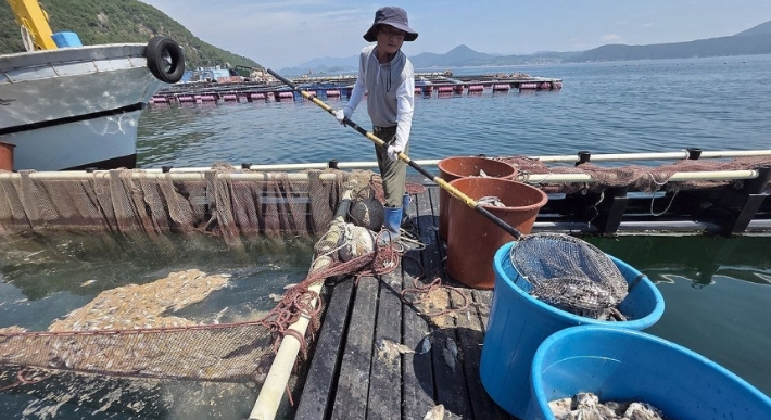 남해안 고수온 피해. 연합뉴스 