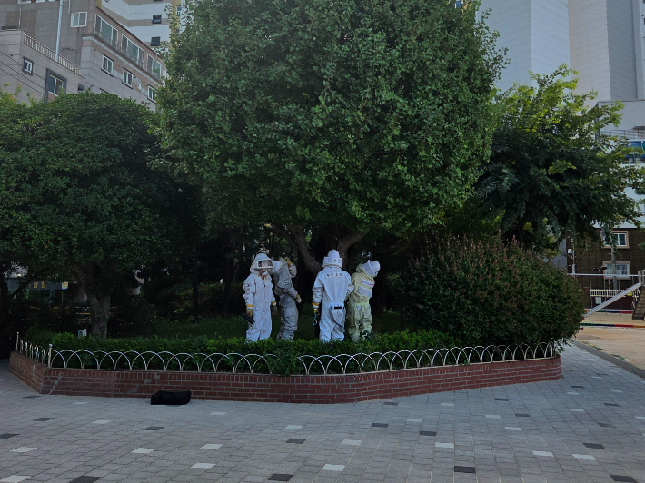 9일 부산 서구의 한 초등학교에 말벌 떼가 나타나 소방 당국이 벌집 제거 작업을 벌이는 모습. 부산소방재난본부 제공 
