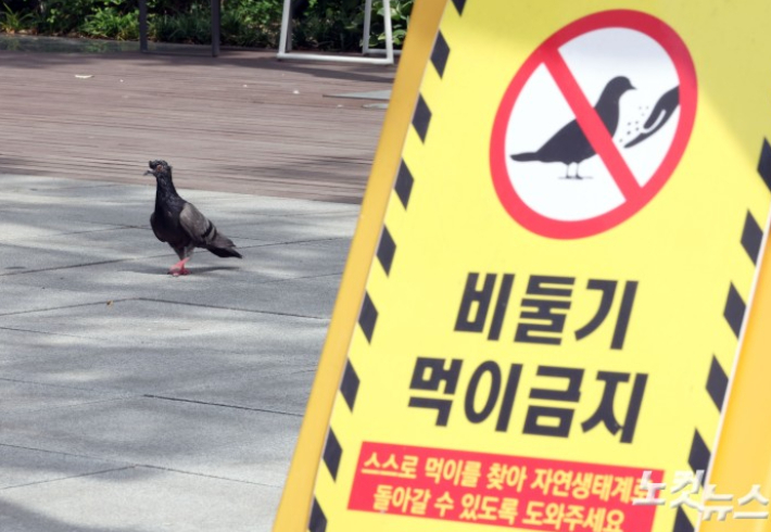 비둘기 먹이금지. 황진환 기자