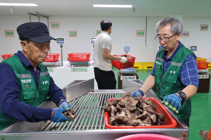 2024년 첫 공판 모습. 양양군 제공