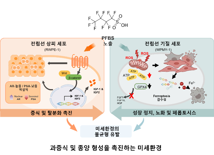 PFBS 노출에 따른 전립선 세포별 반응 차이. KIT 제공