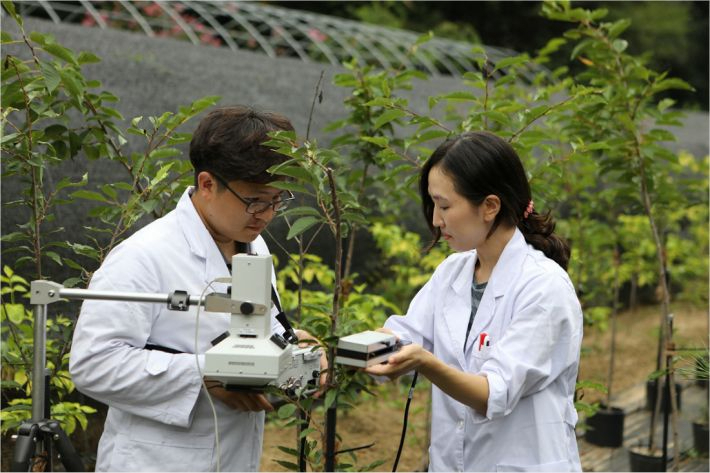나무의사. 산림청 제공