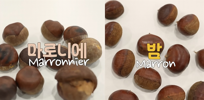 식품의약품안전처 공식 유튜브 채널 "'밤'인 줄 아셨죠? 독성 열매입니다" 영상 캡처