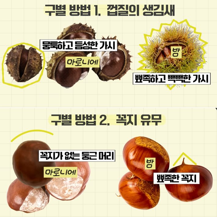 식품의약품안전처 공식 유튜브 채널 "'밤'인 줄 아셨죠? 독성 열매입니다" 영상 캡처