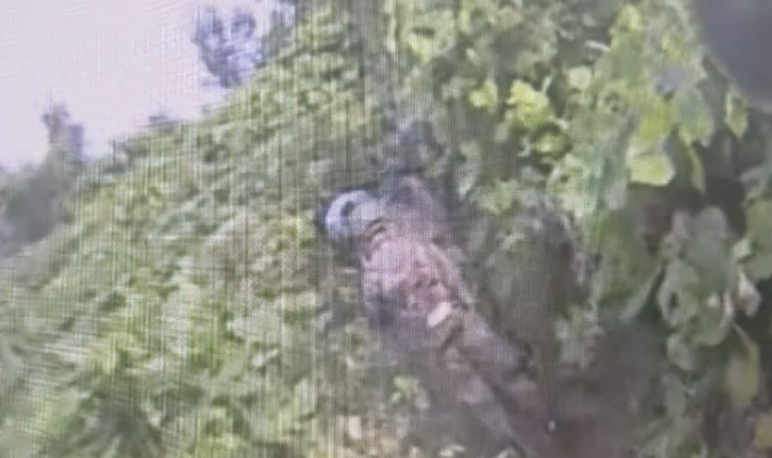 기동로 확보 및 작전환경 조사 영상. 합참 제공