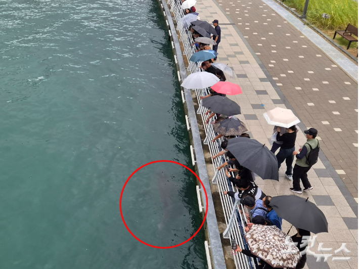29일 유도 작전이 이뤄지고 있는 중 선박과 멀리 떨어진 반대편에서 나타난 '부캉이'를 시민들이 가리키고 있다. 정혜린 기자