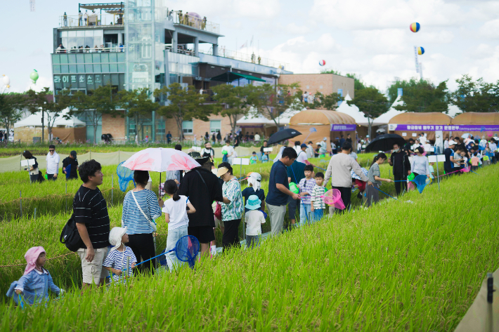 전북 김제의 지평선 축제. 메뚜기 잡기. 김제시 제공